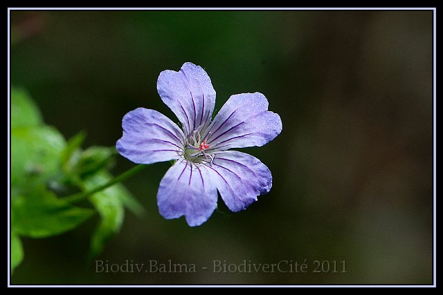 1113_FG_Geranium_des_bois.jpg - Géranium des bois - Photo : François Granja