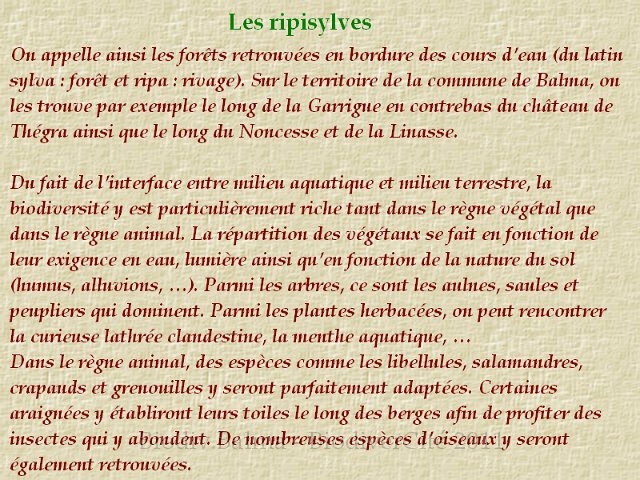 ripisylves.png