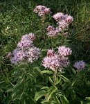 0595_GS_eupatoire_chanvrine