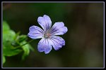 1113_FG_Geranium_des_bois