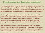 eupatoire_chanvrine