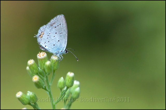 1123_FG_Azure_trefle.jpg - Azuré du trèfle - Photo : François Granja