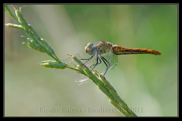 1124_FG_Sympetrum_sanguin_femelle.jpg - Sympetrum sanguin femelle - Photo : François Granja