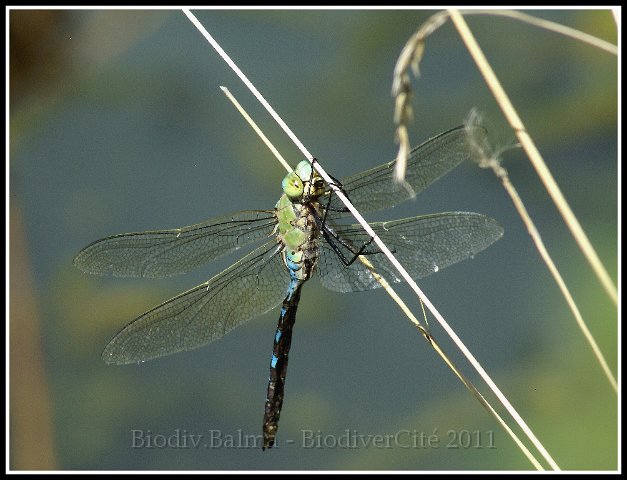 1128_FG_anax_empereur.jpg - Anax empereur - Photo : François Granja