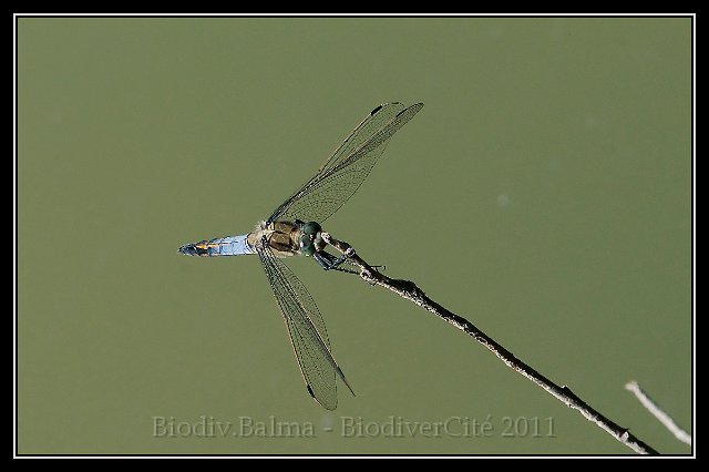 1130_FG_Orthetrum_reticule_male.jpg - Orthetrum réticulé - Photo : François Granja