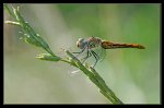 1124_FG_Sympetrum_sanguin_femelle