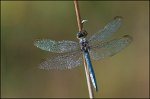 1126_FG_Orthetrum