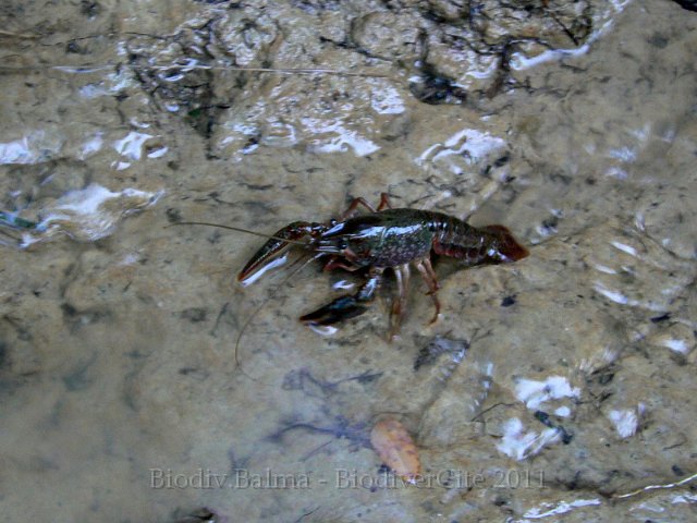 0484_RL_Ecrevisse_americaine.jpg - Ecrevisse américaine - Photo : Renaud Laurette