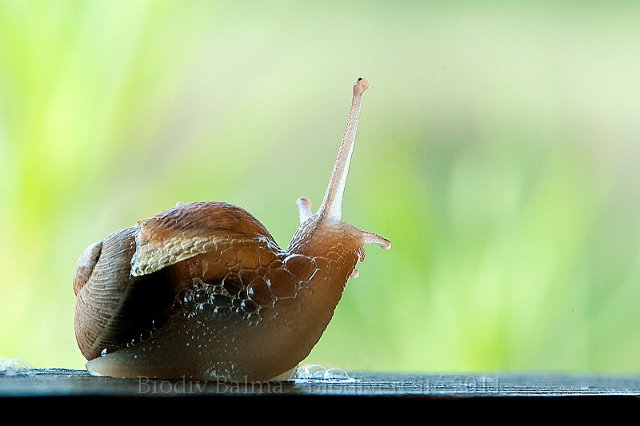 0491_FG_Escargot.jpg - Escargot - Photo : François Granja