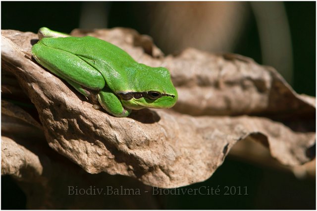 0493_FG_Rainette_verte.jpg - Rainette verte - Photo : François Granja