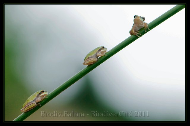 1095_FG_Trois_rainettes.jpg - Les 3 rainettes - Photo : François Granja