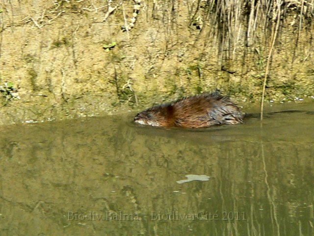 1097_1004F147.jpg - Ragondin - Photo : Renaud Laurette