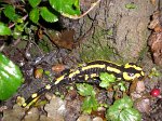 0488_BM_Salamandre