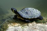 0490_FG_Tortue_de_floride