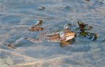 0492_FG_Grenouille