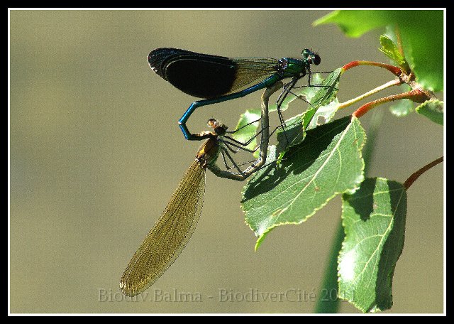 1118_FG_Calopteryx.jpg - Calopteryx - Photo : François Granja