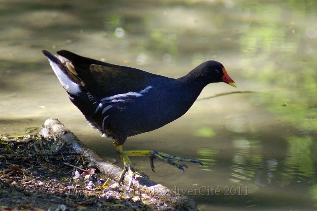 1119_FG_Gallinule.JPG - Gallinule - Photo : François Granja