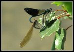 1118_FG_Calopteryx