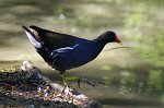 1119_FG_Gallinule
