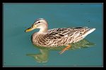 1120_FG_colvert_femelle