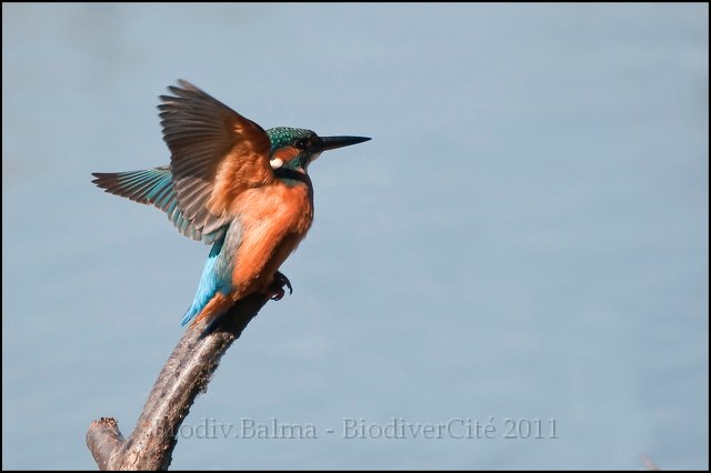 0568_FG_martin_pecheur.jpg - Martin pêcheur - Photo : François Granja