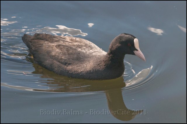 1102_FG_Foulque_macroule.jpg - Foulque macroule - Photo : François Granja