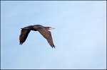 0566_FG_cormoran