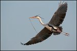 0580_FG_heron_cendre