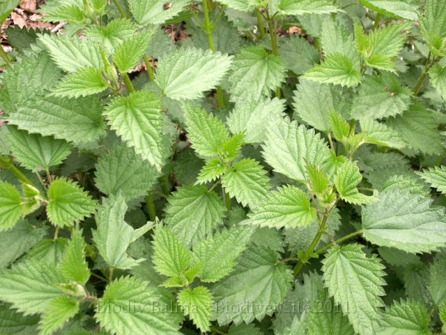 0609_orties.jpg - Orties - Photo : Gilles Salama