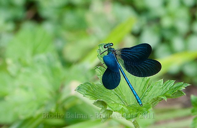 1105_FG_Calopterix_elegant.jpg - Calopterix élégant - Photo : François Granja