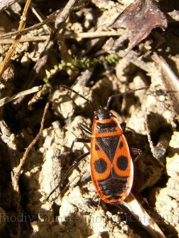 0362_Gendarme.JPG - Punaise pyrrhocoride (Gendarme) - Photo : Gilles Salama