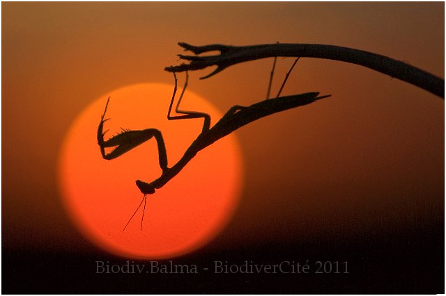 0365_FG_Mante_expo.JPG - Mante religieuse - Photo : François Granja