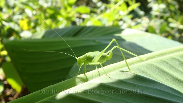 0401_IH_phaneroptere_062.JPG - Sauterelle phanéroptere -Photo :  Isabelle Haas