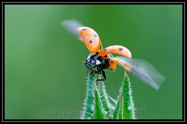 FG_Coccinelle_envol.JPG - L'envol de la coccinelle - Photo : François Granja
