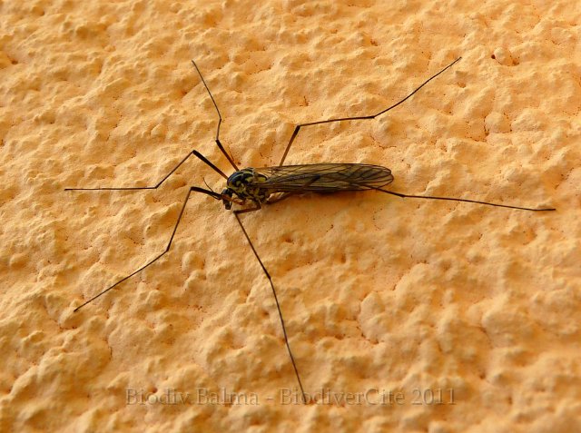 P1020326.JPG - Tipule du chou - Photo : Pascal Prel