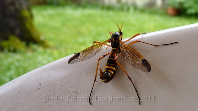 P1020427.JPG - Tipule Ctenophora magnifica - Photo : Pascal Prel