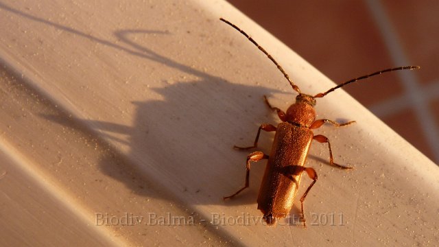 P1030075.JPG - Téléphore - Photo : Pascal Prel