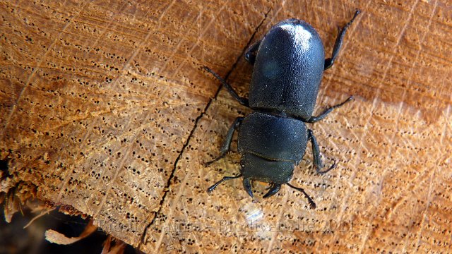 P1030087.JPG - Lucane Dorcus ou Petite Biche - Photo : Marie-Hélène Prel