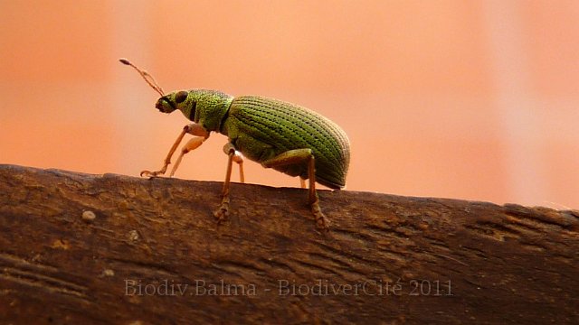 P1030358.JPG - Charançon - Photo : Pascal Prel