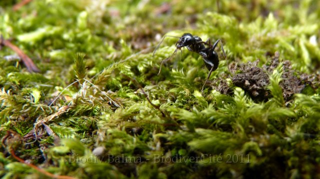 P1030378.JPG - Fourmi - Photo : Pascal Prel