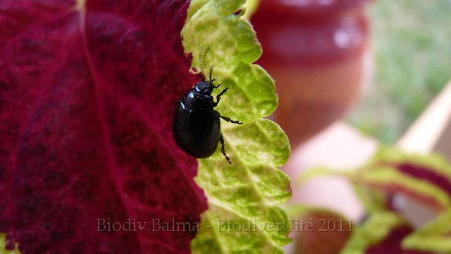 P1050060.JPG - Bousier printanier - Photo : Marie-Hélène Prel