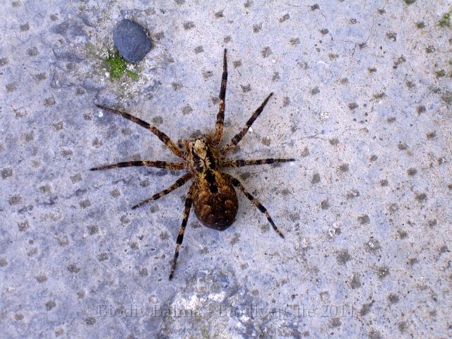 PP_Zoropsis.JPG - Araignée Zoropsis spinimana - Photo : Pascal Prel