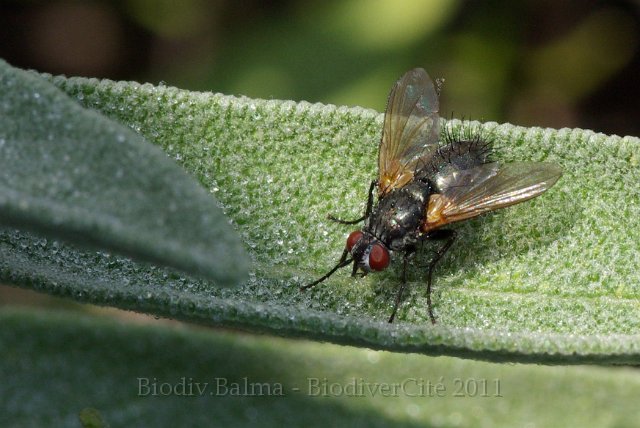 obs_432_0_mouche.JPG - Mouche - Photo : François Larue