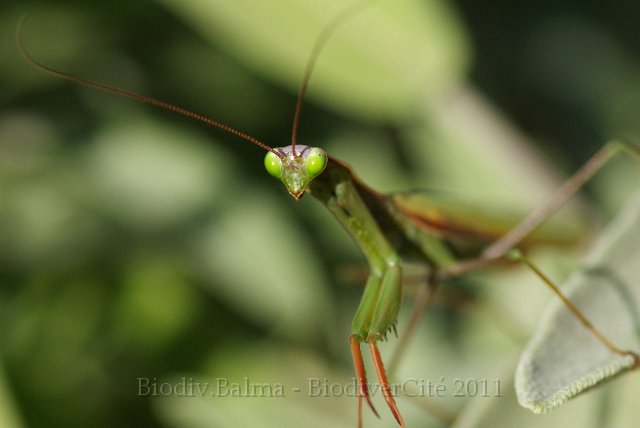 obs_435_0_mante_religieuse.JPG - Mante religieuse - Photo : François Larue
