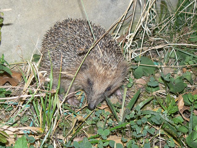 0809F179.jpg - Hérisson - Photo : Renaud Laurette