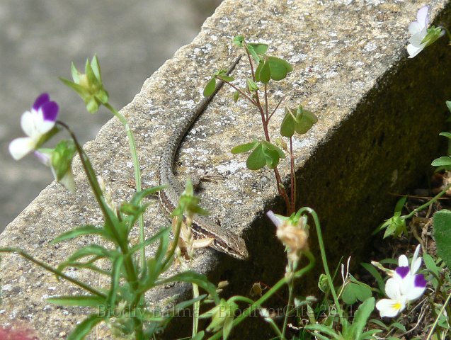 0906F284.jpg - Lézard des murailles - Photo : Renaud Laurette