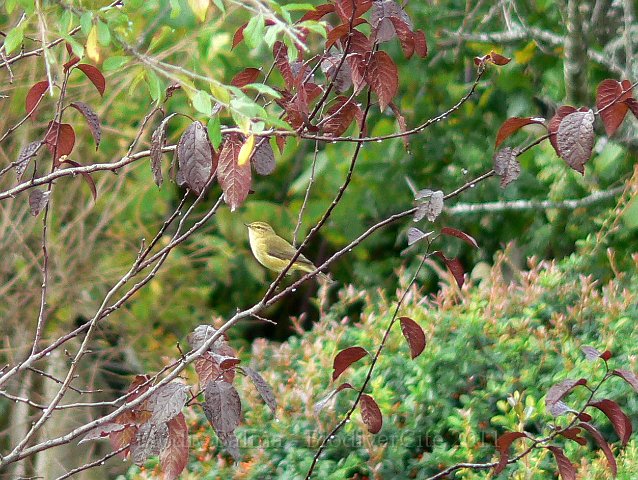 0910F225.JPG - Pouillot véloce - Photo : Renaud Laurette