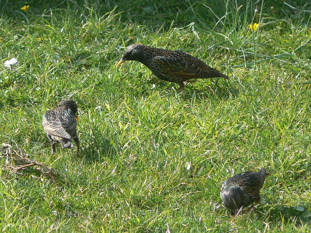 1003F038.JPG - Etourneaux sansonnets - Photo : Renaud Laurette