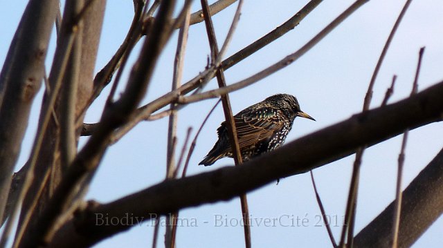 P1000523.JPG - Etourneau sansonnet - Photo : Pascal Prel