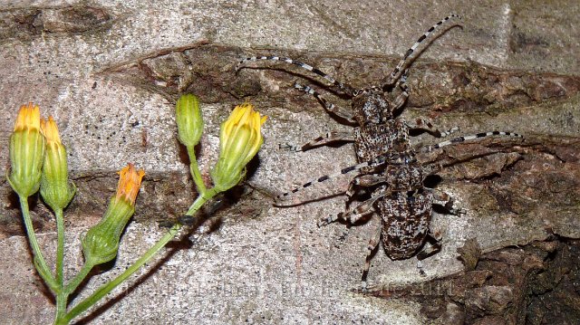 P1030525.JPG - Aegomorphus clavipes - Photo : Pascal Prel
